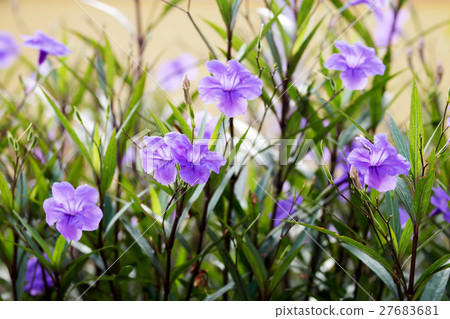 purple waterkanon flower 27683681
