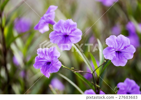 purple waterkanon flower 27683683