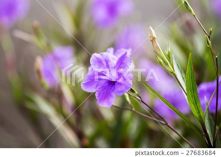 purple waterkanon flower purple waterkanon flower 27683684