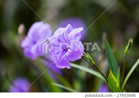 purple waterkanon flower 27683686