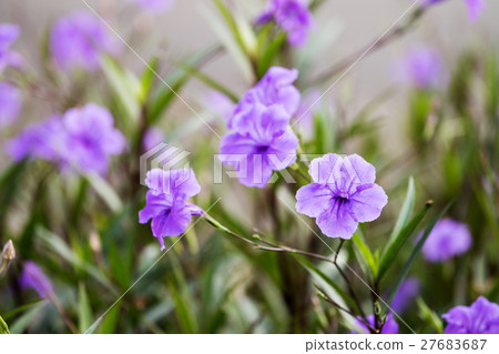 purple waterkanon flower 27683687