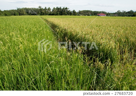 rice field in thailand rice field in thailand 27683720
