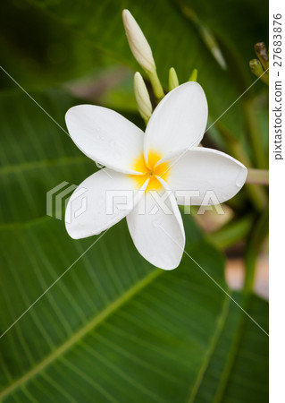 Plumeria flower blooming in nature Plumeria flower blooming in nature 27683876
