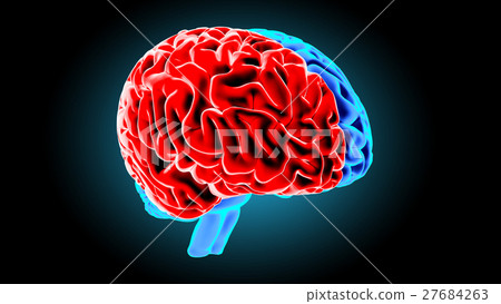 Human brain 3D render Human brain 3D render 27684263