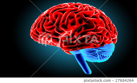 Human brain 3D render 27684264