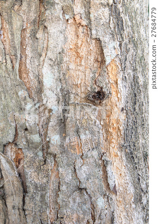 Bark of Elm. trunk of tree Bark of Elm. trunk of tree 27684779