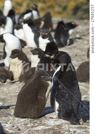 Rockhopper Penguins and chicks 27685257