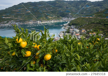 Mandarin Orange and Ocean (Ehime Prefecture Yawatahama Kawakami) 27685318