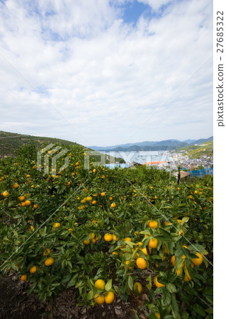 Mandarin Orange and Ocean (Ehime Prefecture Yawatahama Kawakami) Mandarin Orange and Ocean (Ehime Prefecture Yawatahama Kawakami) 27685322