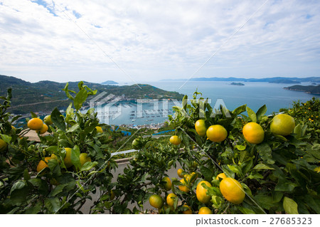 橘子和海洋（愛媛縣八幡濱川上） 27685323