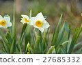 Daffodil tears flower flower 27685332