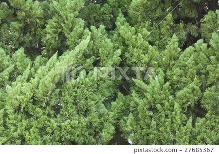 秋天的樹葉,秋天,季節,感受四季,風景 秋天的樹葉,秋天,季節,感受四季,風景 27685367