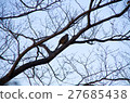 A bird during a break 27685438