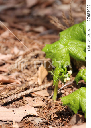 Shiraneeaoi Shiraneeaoi 27685602