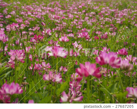  Renge field 27687205