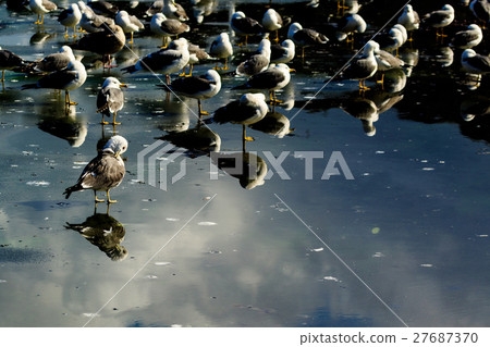 一群海鷗 27687370