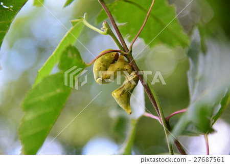 Akebikonoha larvae: Nagano prefecture Ikusaka village 2015.7.20-258 27687561