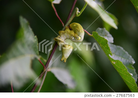 Akebikonoha larvae: Nagano prefecture Ikusaka village 2015.7.20-267 27687563