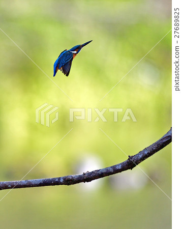 Wild bird 27689825