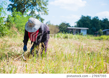 Woman farmer are harvesting rice in field Woman farmer are harvesting rice in field 27697393