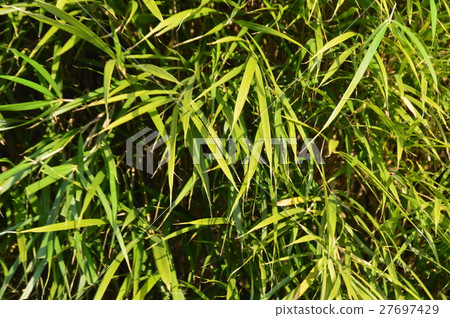 Daimei竹子(Kairakuen / Ibaragi縣水戶市三河) Daimei竹子(Kairakuen / Ibaragi縣水戶市三河) 27697429