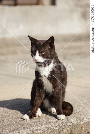 Mokijima 1上的貓 27699503