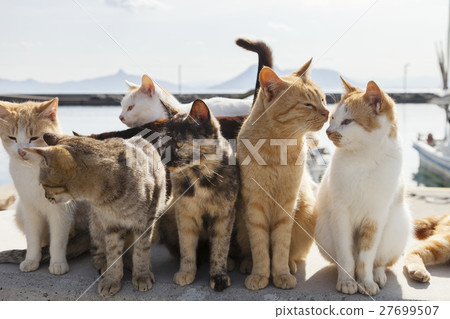 Mokijima 1上的貓 27699507