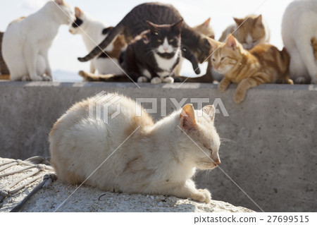 Mokijima 1上的貓 27699515