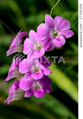 Purple Denerobium Orchids in tropical garden. 27700209