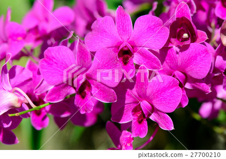 Purple Denerobium Orchids in tropical garden. 27700210