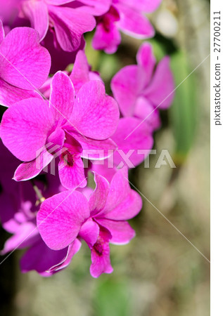 Purple Denerobium Orchids in tropical garden. 27700211