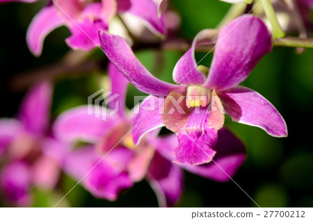 Purple Denerobium Orchids in tropical garden. 27700212