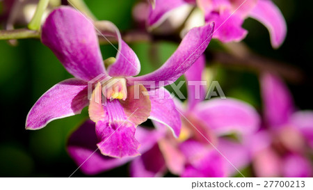 Purple Denerobium Orchids in tropical garden. 27700213