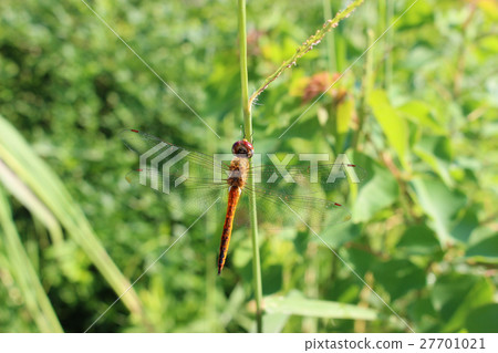 Red crop marks staying on the stem of Susuki 27701021