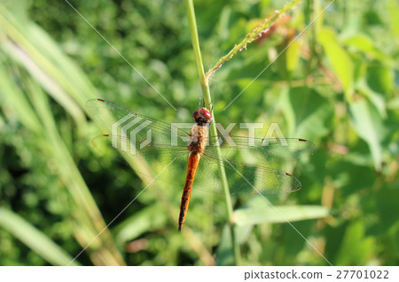Red crop marks staying on the stem of Susuki 27701022