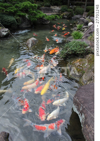 Yuda Onsen，Koi來自Ryokan Matsudaya的花園 27701248