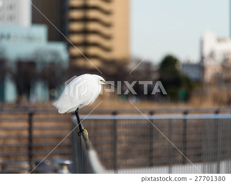 小白鷺 27701380