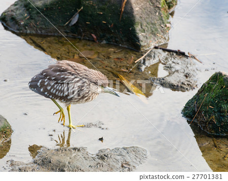山羊的幼鳥 山羊的幼鳥 27701381