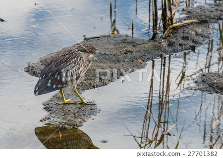 Young bird of the goat Young bird of the goat 27701382