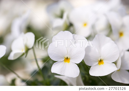 Viola 27701526
