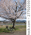 Cherry blossoms and bicycles 27702030