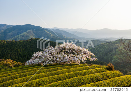 Toyama Sakura Toyama Sakura 27702943