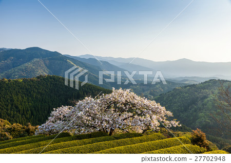 Toyama Sakura Toyama Sakura 27702948