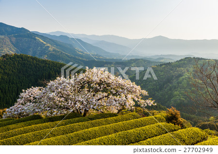 Toyama Sakura Toyama Sakura 27702949