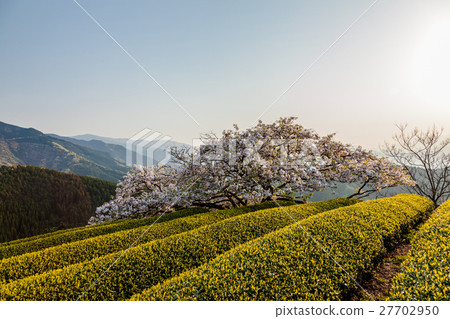 Toyama Sakura 27702950