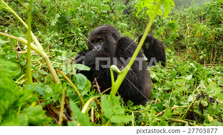 Female mountain gorilla feeding in the forest Female mountain gorilla feeding in the forest 27703877