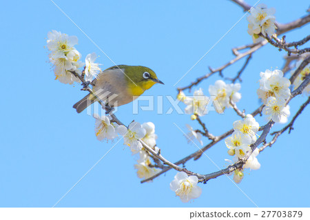 Meiro and plum 27703879