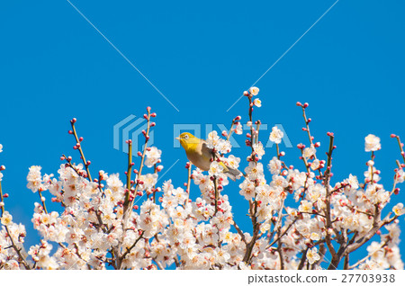 Mejiro and plum blossoms in full bloom 27703938