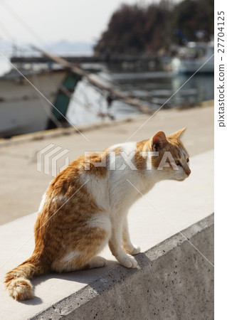 Masukijima上的貓 27704125