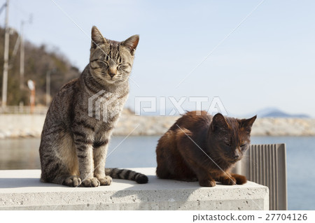 Cat on Masukijima 27704126